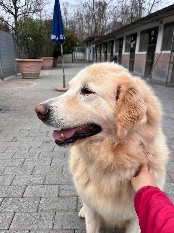 SALOMONE MAREMMANO Foto 6